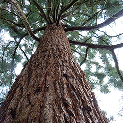 Pinetum
