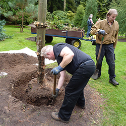 Pinetum