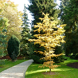 Pinetum