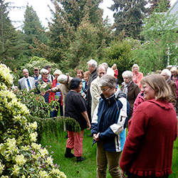 Pinetum