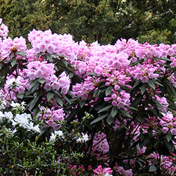 Plantencollecties - Rododendrons