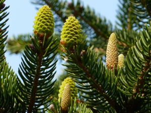 Japan in het Pinetum