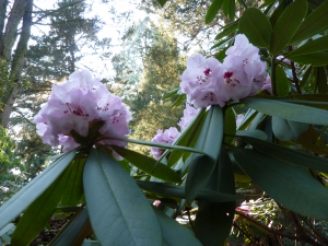 Lente in het Pinetum