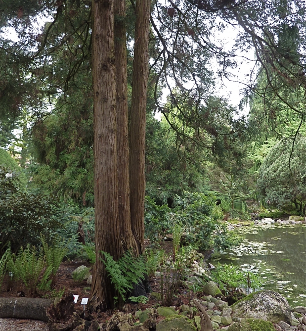 Japanse bomen