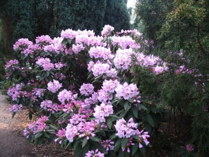 Moederdag 14 mei: Rododendronrondleiding