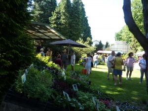 zaterdag 26 mei plantenmarkt