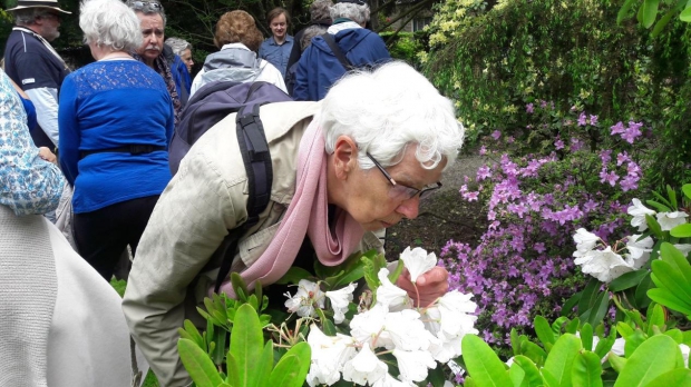 Rododendronrondleiding zondag 13 mei om 14.00 uur