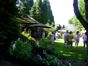 Zaterdag 26 mei Plantenmarkt 'Stoer in de Schaduw'