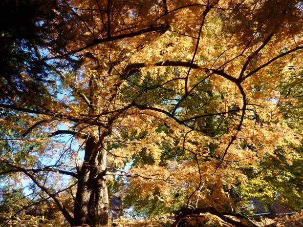 Gouden herfstdagen en nieuwe rondwandeling