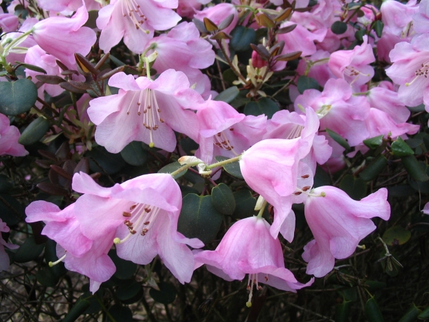 Lente gaat gewoon door en de tuin blijft open!