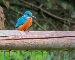 IJsvogel weer terug