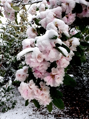 Bloeiende rhododendrons in de sneeuw