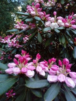 Rododendronrondleiding zondag 8 mei