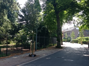 Nieuwe lindes Jonkerweg