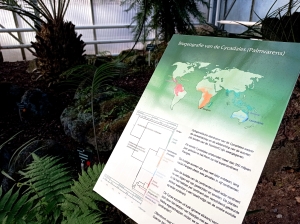 Overzichtsbord biogeografie palmvarens