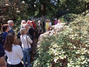 Wandeling langs bloeiende rododendrons