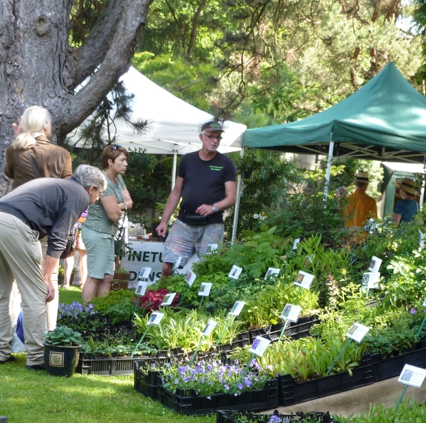 Plantenmarkt Stoer in de Schaduw