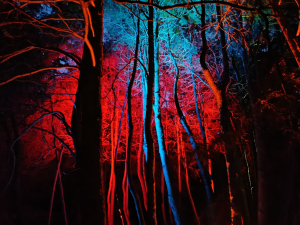 Strijklicht, een compositie van bomen