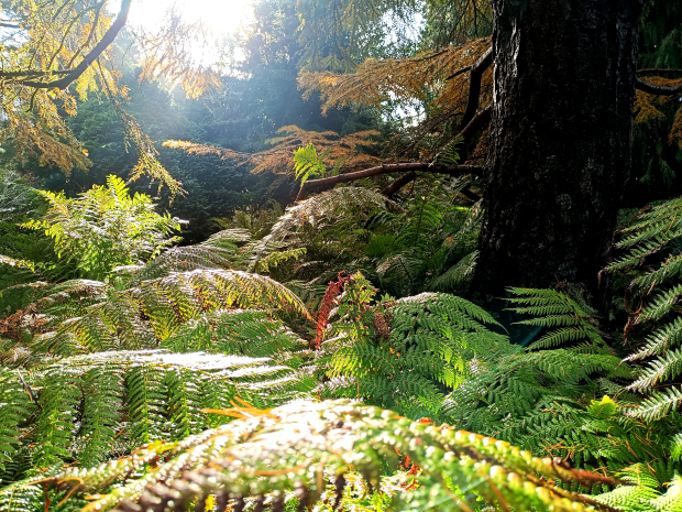 Herfsttinten in de tuin